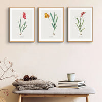 Ixia Miniata Floral Painting | Vintage Flower Print | Botanical Art - Framed Wall Art
