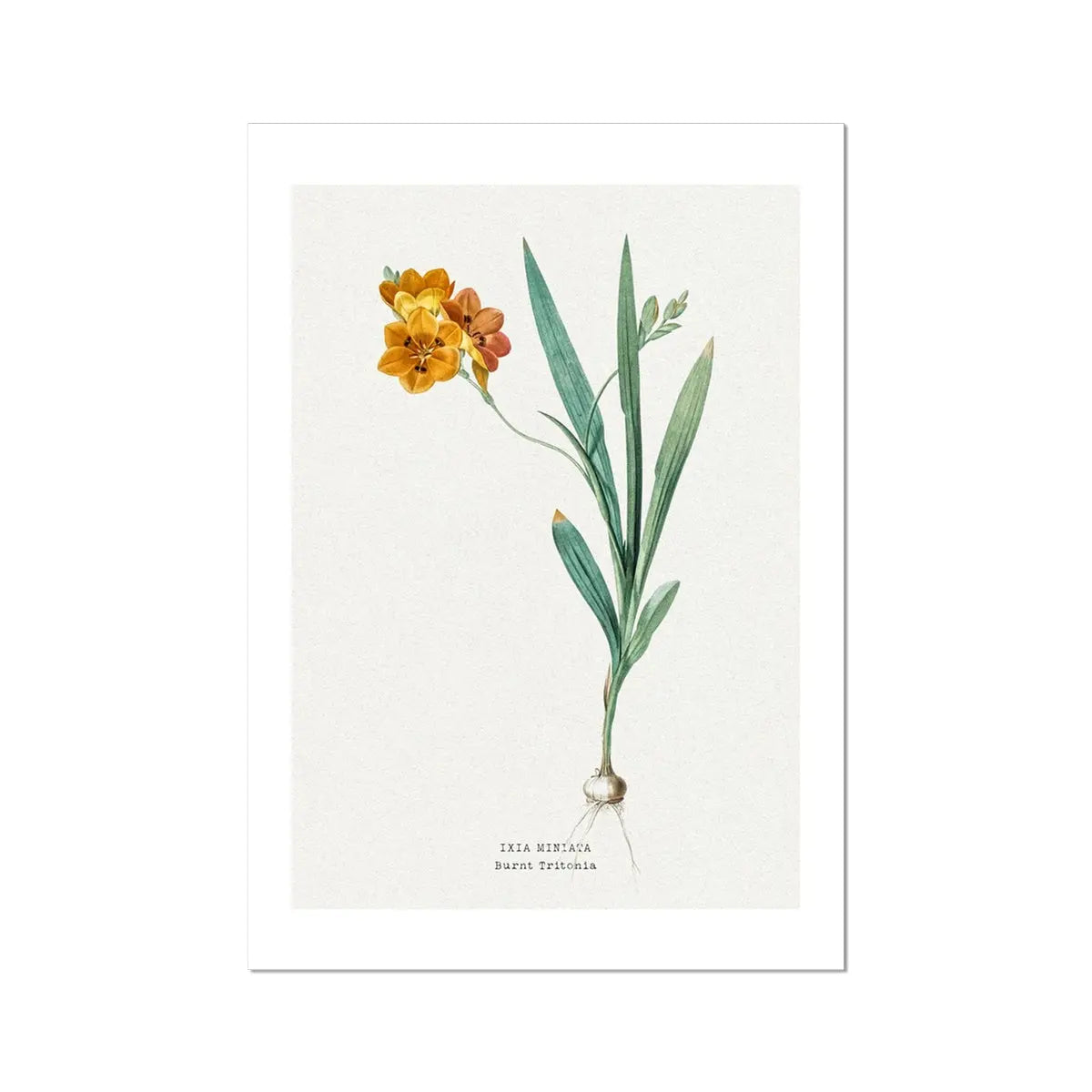 Ixia Miniata Flower Painting | Vintage Flower Print | Botanical Art - Unframed Wall Art
