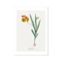 Ixia Miniata Flower Painting | Vintage Flower Print | Botanical Art - Unframed Wall Art