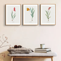 Ixia Miniata Flower Painting | Vintage Flower Print | Botanical Art - Unframed Wall Art