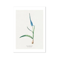 Ixia Plantain Flower Painting | Vintage Flower Print | Botanical Art - Unframed Wall Art