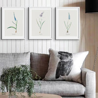 Ixia Secunda flower painting | Vintage Flower Print | Botanical Art - Framed Wall Art