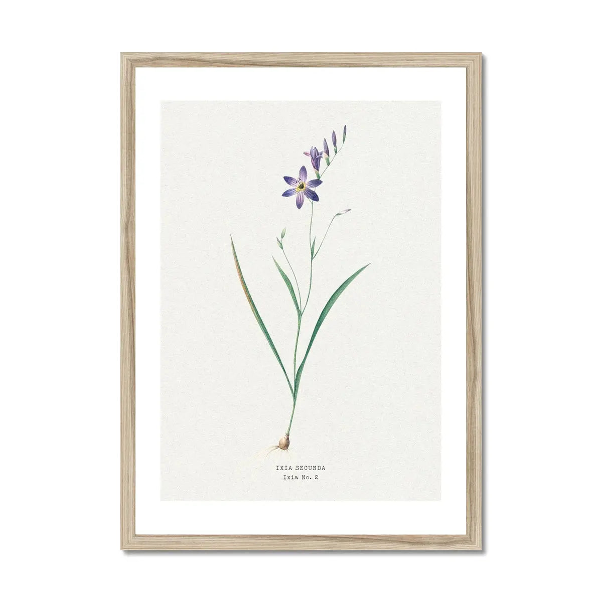 Ixia Secunda flower painting | Vintage Flower Print | Botanical Art - Framed Wall Art