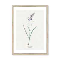Ixia Secunda flower painting | Vintage Flower Print | Botanical Art - Framed Wall Art