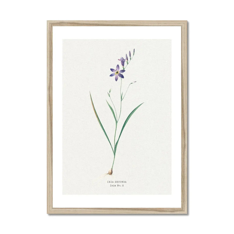 Ixia Secunda flower painting | Vintage Flower Print | Botanical Art - Framed Wall Art