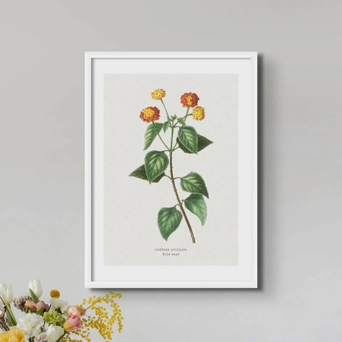 Lantana | Vintage Flower Print | Botanical Art - Unframed