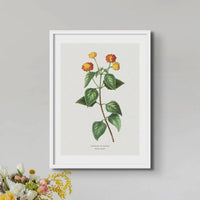 Lantana | Vintage Flower Print | Botanical Art - Unframed