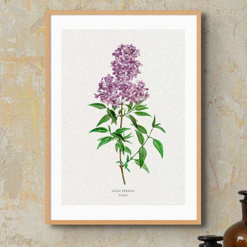 Lilac Floral Painting | Vintage Flower Print | Botanical Art - Framed
