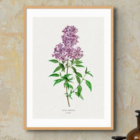 Lilac Floral Painting | Vintage Flower Print | Botanical Art - Unframed