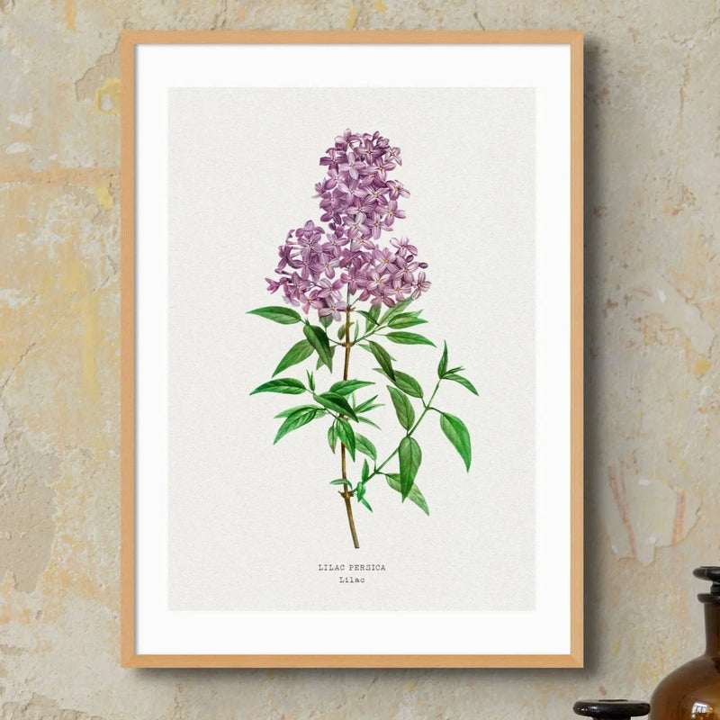 Lilac Floral Painting | Vintage Flower Print | Botanical Art - Unframed