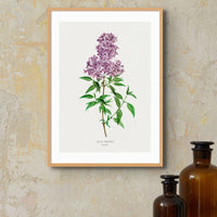 Lilac | Vintage Flower Print | Botanical Art - Unframed