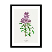 Lilac Floral Painting | Vintage Flower Print | Botanical Art - Framed