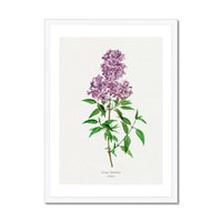 Lilac Floral Painting | Vintage Flower Print | Botanical Art - Framed