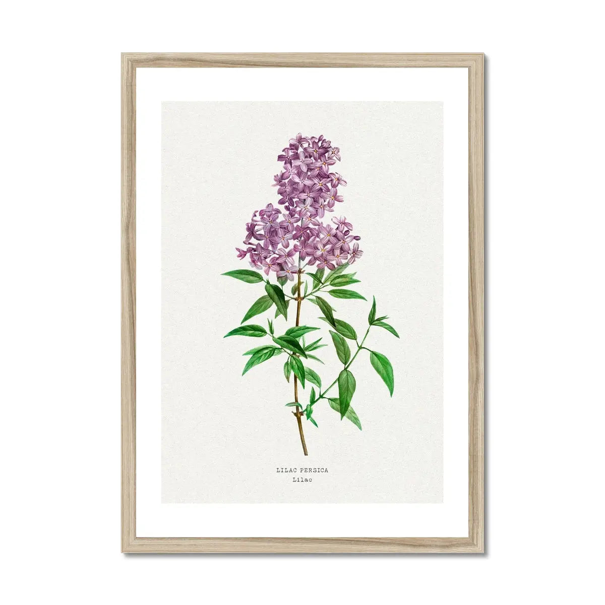 Lilac floral print - vintage flower print of a lilac
