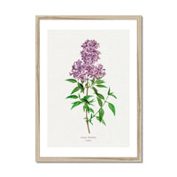 Lilac floral print - vintage flower print of a lilac