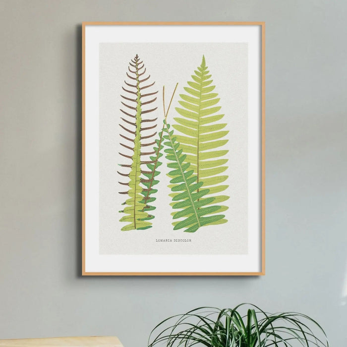 Lomaria Discolor Fern Print - Botanical Art Print in Green that comes with a frame.