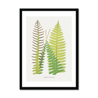 Lomaria Discolor Fern Print - Botanical Art Print in Green that comes with a frame.