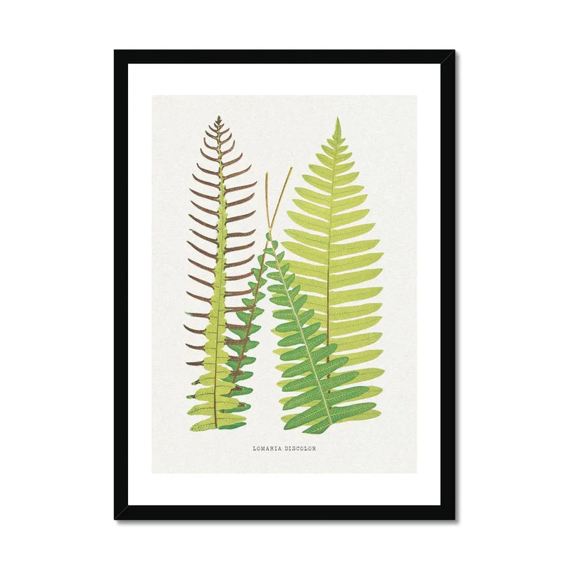 Lomaria Discolor Fern Print - Botanical Art Print in Green that comes with a frame.