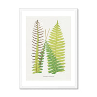 Lomaria Discolor Fern Print - Botanical Art Print in Green that comes with a frame.