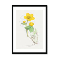 Marigold | Vintage Flower Print | Botanical Art - Framed