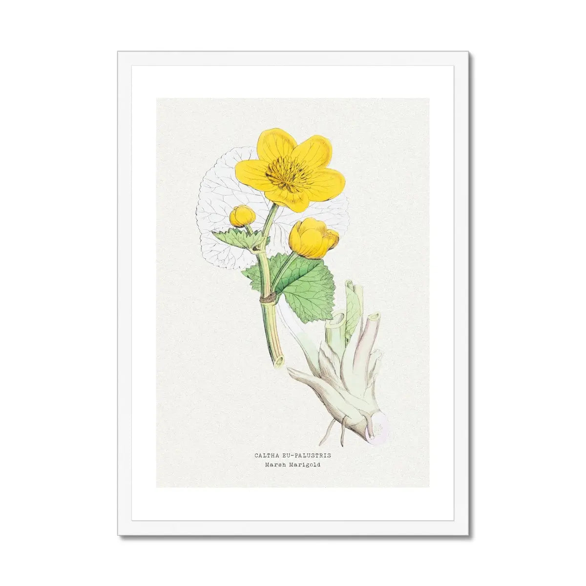 Marigold | Vintage Flower Print | Botanical Art - Framed