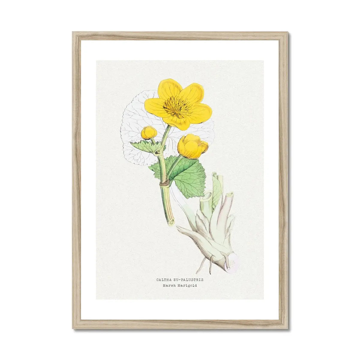 Marigold | Vintage Flower Print | Botanical Art - Framed