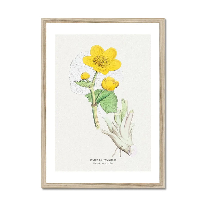 Marigold | Vintage Flower Print | Botanical Art - Framed
