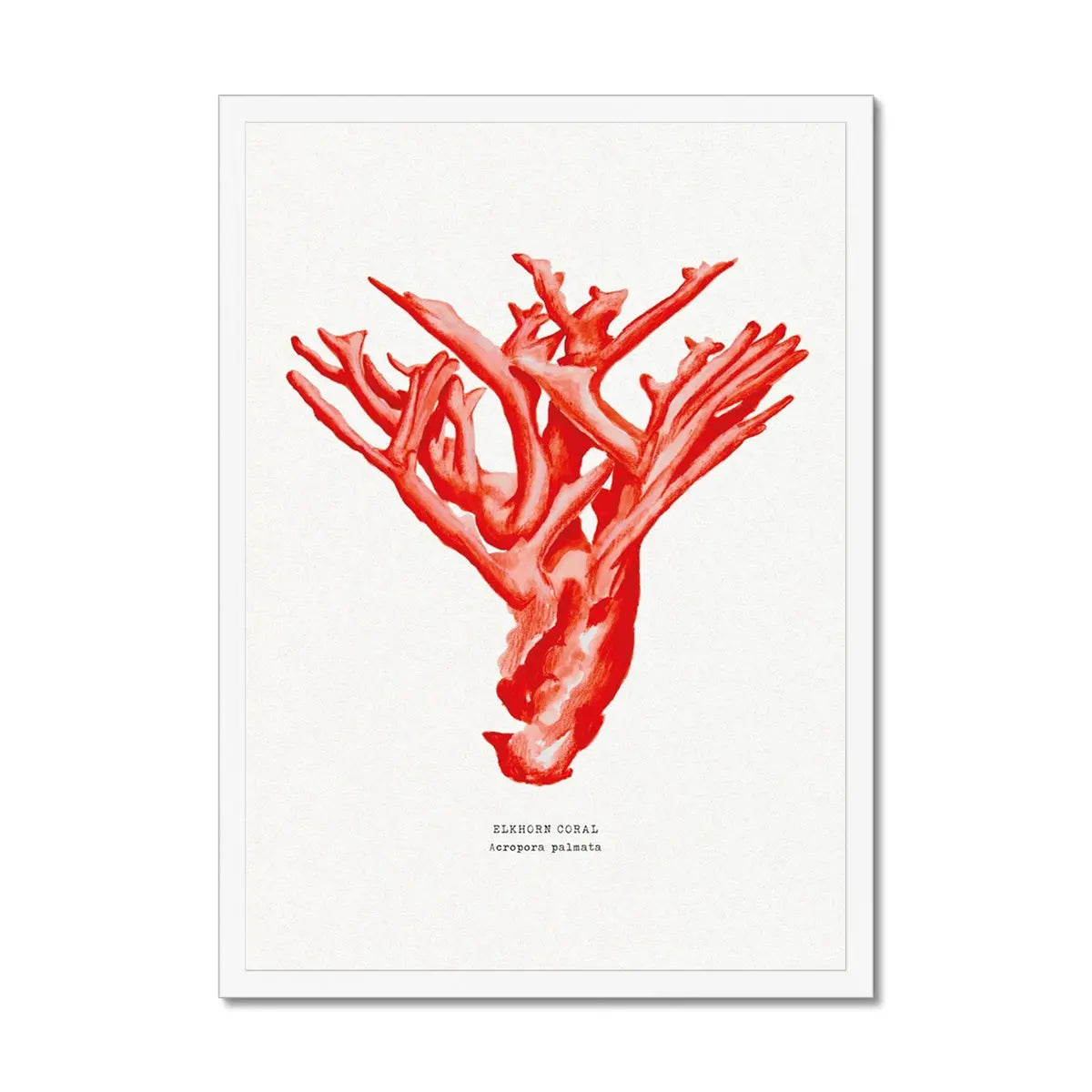 Coral Print (Red Coral No 4) - Framed