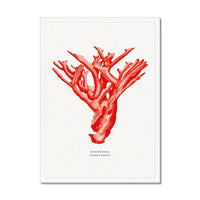 Coral Print (Red Coral No 4) - Framed
