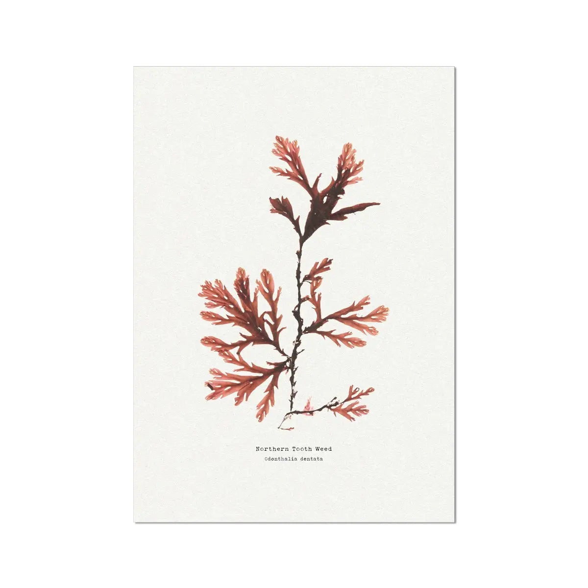 Seaweed Print Wall Art (Northern Tooth Weed) - Unframed - Beach House Art