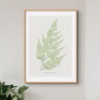 Onychium Lucidum | Fern Print | Botanical Art - Framed Wall Art 