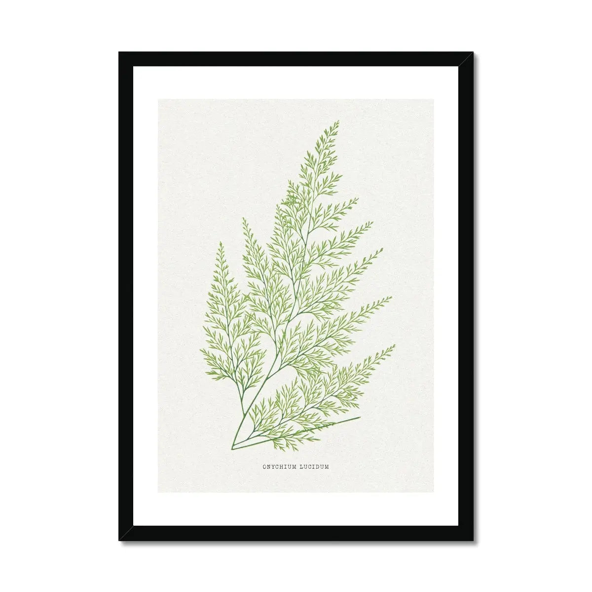 Onychium Lucidum | Fern Print | Botanical Art - Framed Wall Art 