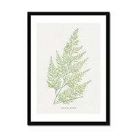 Onychium Lucidum | Fern Print | Botanical Art - Framed Wall Art 