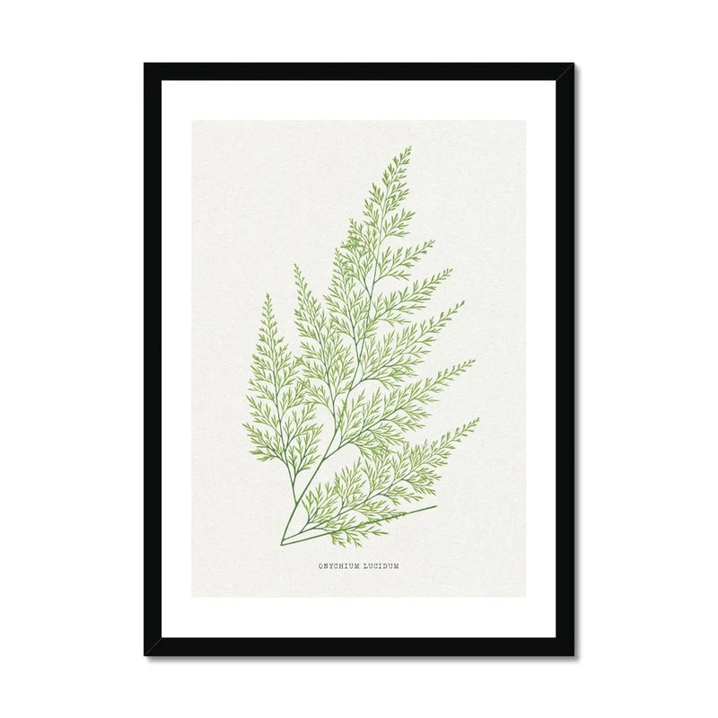 Onychium Lucidum | Fern Print | Botanical Art - Framed Wall Art 