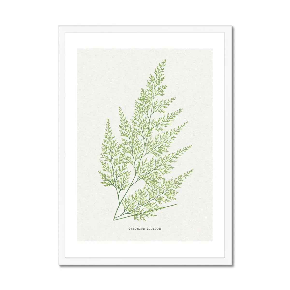 Onychium Lucidum | Fern Print | Botanical Art - Framed Wall Art 