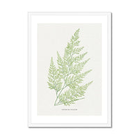 Onychium Lucidum | Fern Print | Botanical Art - Framed Wall Art 
