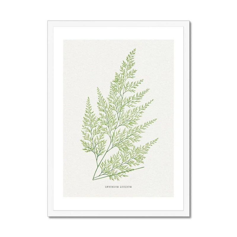 Onychium Lucidum | Fern Print | Botanical Art - Framed Wall Art 