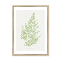 Onychium Lucidum | Fern Print | Botanical Art - Framed Wall Art 