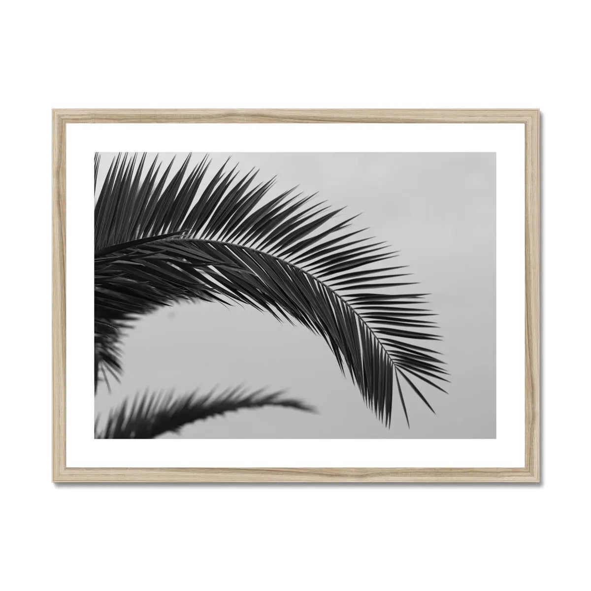 black and white beach art photograph of a palm tree frond in a natural frame - beach house art