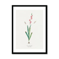 Pink Ixia Floral Art | Vintage Flower Print | Botanical Art - Framed Art Print