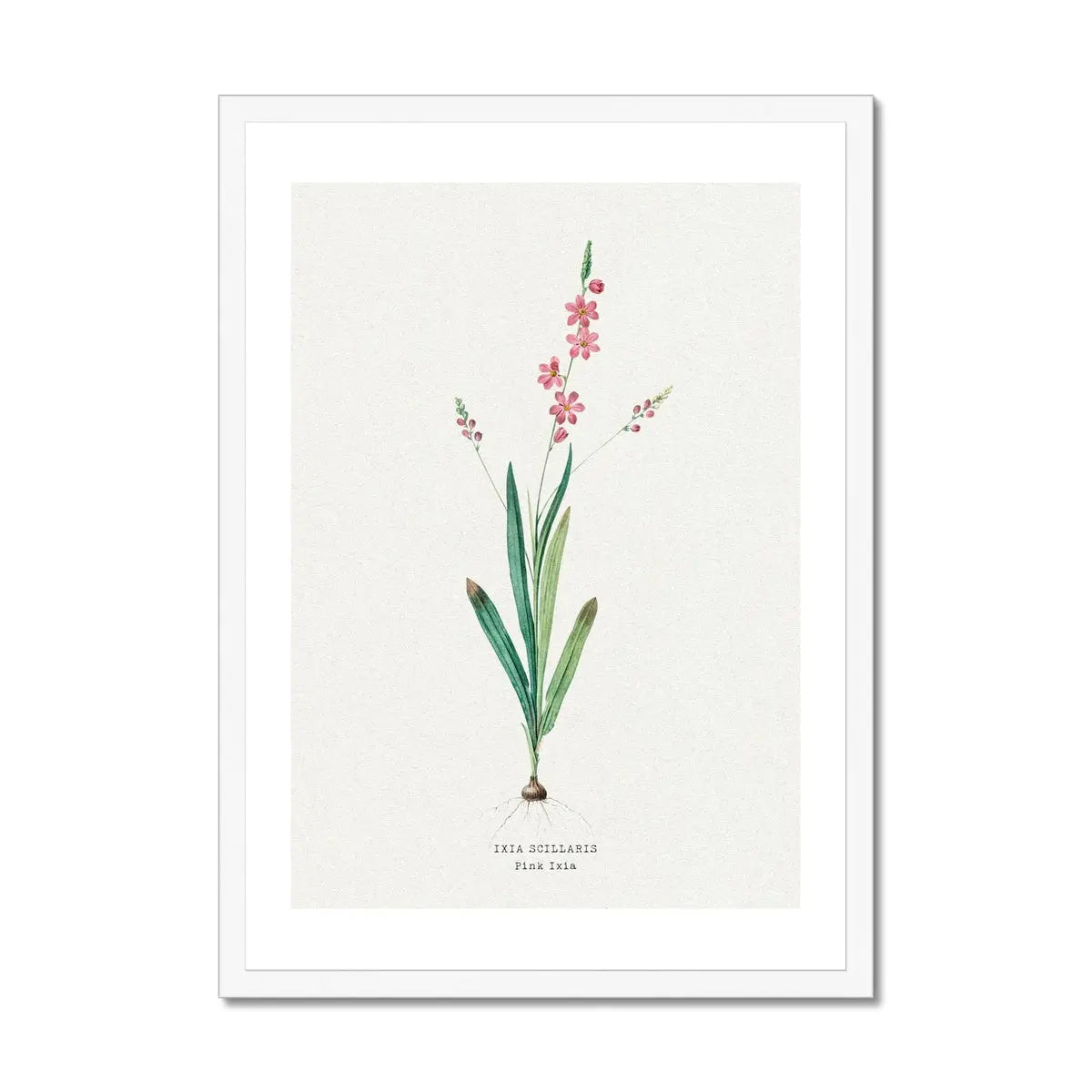 Pink Ixia Floral Art | Vintage Flower Print | Botanical Art - Framed Art Print