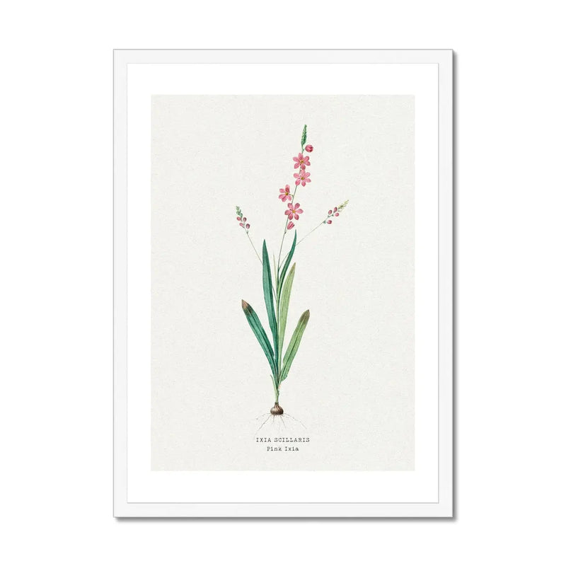 Pink Ixia Floral Art | Vintage Flower Print | Botanical Art - Framed Art Print