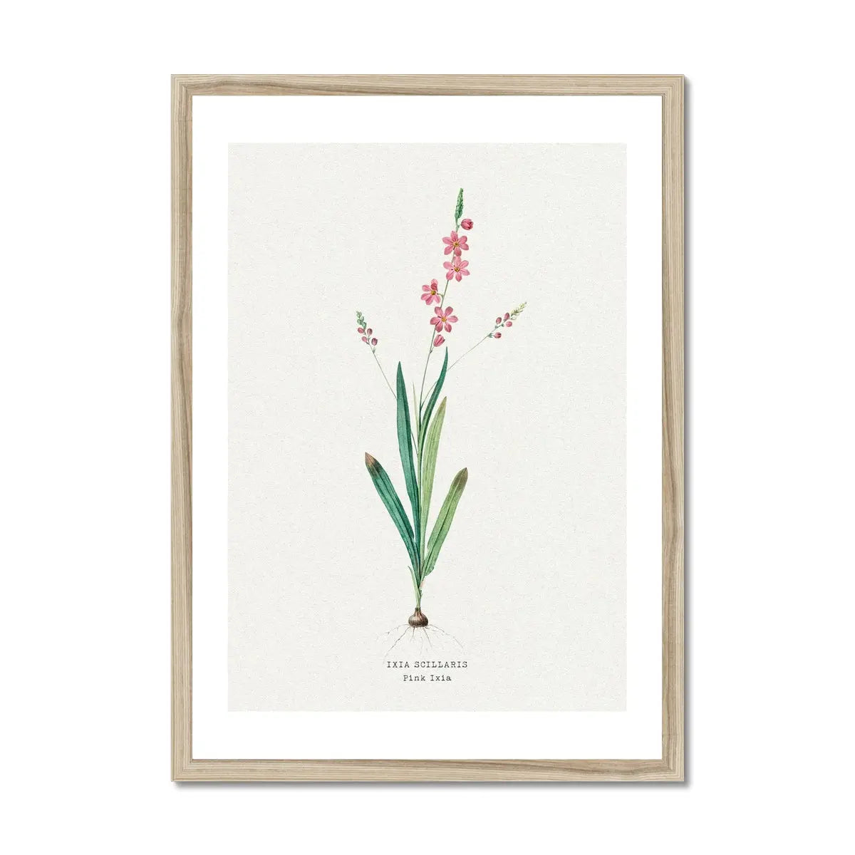 Pink Ixia Floral Art | Vintage Flower Print | Botanical Art - Framed Art Print