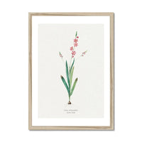 Pink Ixia Floral Art | Vintage Flower Print | Botanical Art - Framed Art Print