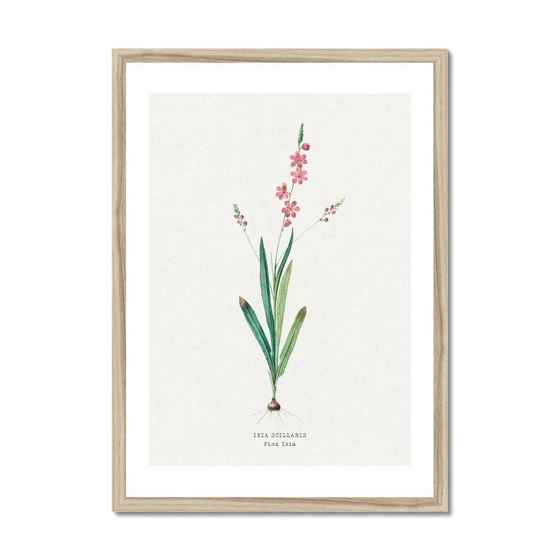 Pink Ixia Floral Art | Vintage Flower Print | Botanical Art - Framed Art Print