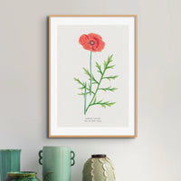 Poppy Floral Painting | Vintage Flower Print | Botanical Art - Unframed Wall Art