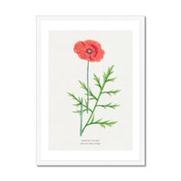 Poppy Painting | Vintage Flower Print | Botanical Art - Framed Floral Wall Art