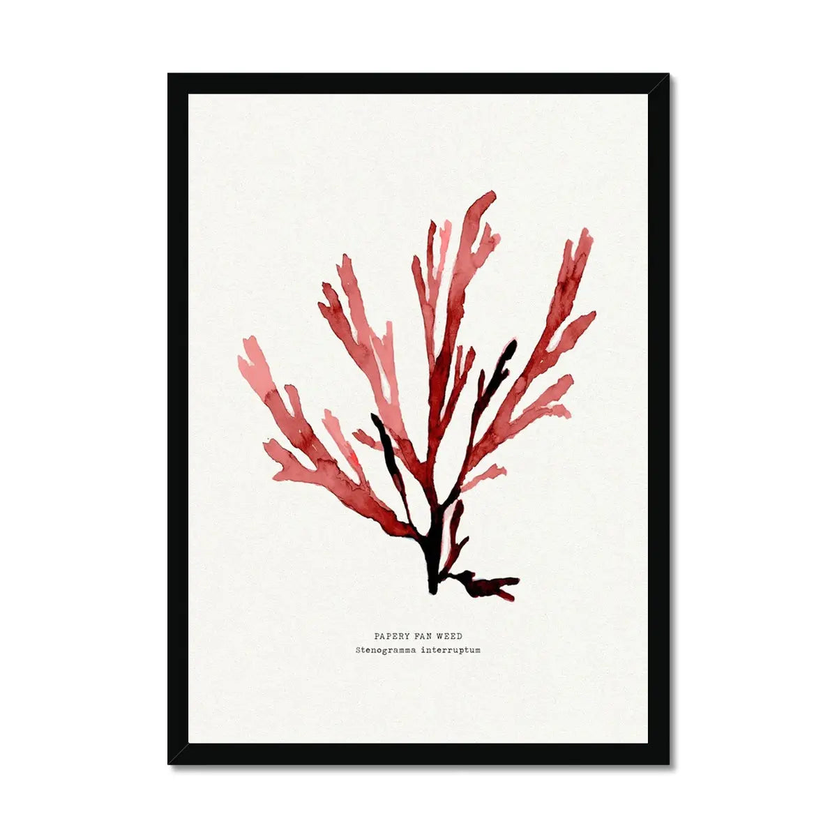 Watercolour Seaweed Print Wall Art (Papery Fan Weed) - Framed