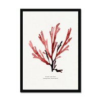 Watercolour Seaweed Print Wall Art (Papery Fan Weed) - Framed