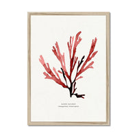 Watercolour Seaweed Print Wall Art (Papery Fan Weed) - Framed
